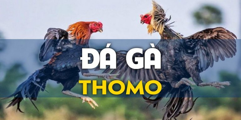 Đá gà Thomo là một trong những hình thức thu hút người xem nhất tại Go88.